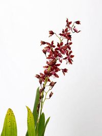 Oncidium Sharry Baby: conhecida como Chocolate, é um cruzamento de coloração lilás com flores com aroma de – adivinhe – chocolate! Além de bela e perfumada, trata-se de uma planta robusta, durável e de fácil cultivo. Também pode ser instalada em galhos ou troncos de árvores. (Foto: Divulgação) #flores #flowers #paisagismo #casavogue