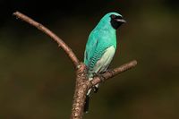 Saí Andorinha (Tersina viridis) #birds