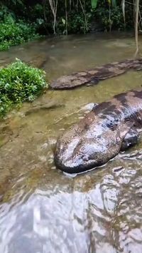 Cryptobranchidae adalah keluarga salamander akuatik yang umumnya dikenal sebagai salamander raksasa . Mereka termasuk amfibi terbesar yang masih hidup . Keluarga ini berasal dari Cina, Jepang, dan Amerika Serikat bagian timur. Mereka merupakan salah satu dari dua keluarga yang hidup dalam Cryptobranchoidea , salah satu dari dua divisi utama salamander hidup, yang lainnya adalah salamander Asia yang termasuk dalam keluarga Hynobiidae. Credit/Source 📸 : Hong Low Facebook