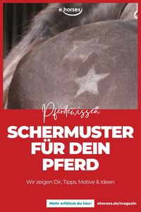 Ab Herbst geht die “Scher-Saison” wieder los. Dabei gibt es viele verschieden Arten, wie Du Dein Pferd scheren kannst. #pferdewissen #pferdeliebe #ehorses