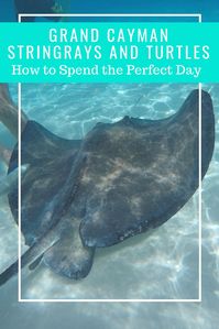 The Best Grand Cayman Excursion. Visit Stingray City to swim with stingrays. Then head to the turtle farm to snorkel with turtles and see and hold baby turtles. #cayman #stingray #cruisetips #vacation