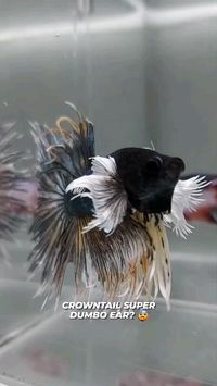 Credit/Source 📸 : instagram.com/thebestbettafish #fish #betta #battacare #halfmoon #crowntail #dumboear #plakat #cupang #laga #pet