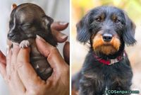 20 Pics of dogs as puppies - ECOSenpai