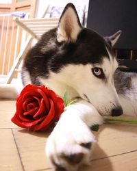 Conheça Honam, O Cachorro Miss Mundo De 2020 E Ridiculamente Fotogênico