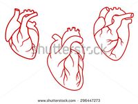 Red human hearts in outline style with aorta, veins and arteries isolated on white background. For cardiology or medical design - stock vector
