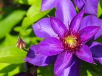 Growing Clematis – Tips For Care Of Clematis