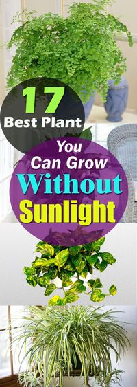 There are plants that grow without sunlight, they need indirect exposure, some even thrive in fluorescent light and here in this article, we've listed 17 best plants to grow indoors.