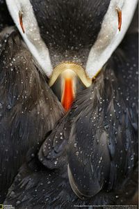 #puffin #birds #seabirds #photography #nationalgeographic