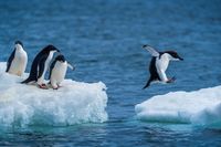 Eddie the Penguin: 2,397 downloads