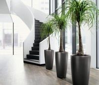 50- A pata de elefante são plantas para dentro de casa de porte médio e ideais para decorar ambientes amplos. Fonte: Ligada nas Dicas #plantasparadentrodecasa #plantasparadentrodecasasemsol #plantasparadentrodecasasala