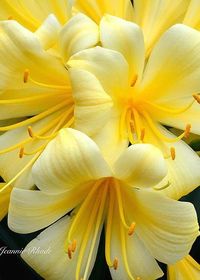 Yellow Clivia Miniata Bouquet by Jeannie Rhode.