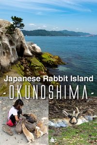 Find out more about Okunoshima, Hiroshima's Rabbit Island! Japan's Rabbit Island is easily reached from Hiroshima, and we show you how to get there, how much it costs, what to do while there, when to visit and more! #okunoshima #hiroshima #japan #asia #bunnyisland #rabbitisland