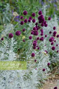 Allium sphaerocephalon with Artemisia 'Valerie Finnis'