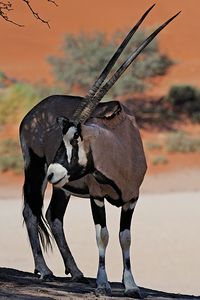 Oryx-Oryx is a genus consisting of four large antelope species. Three of them are native to arid parts of Africa, and the fourth to the Arabian Peninsula.