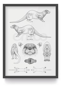 Correcte anatomie van de otter op een mooie kwaliteit A2 poster. Zie dit wetenschappelijk stuk natuur al aan je muur hangen? Bekijk hem snel!