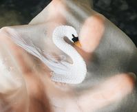 Dead swan #Regram via @lauraameba