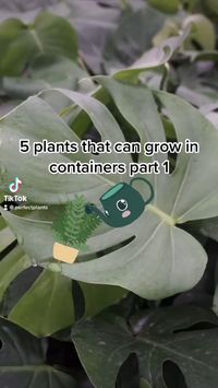 No space? No problem! These 5 popular plants can be grown long term in containers, making them perfect for gardens on patios, porches, balconies, or your terrace. Find all these plants and more on our website! 🌿