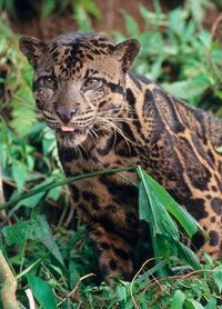 Indonesia | www.frontiergap.com | #indonesia #animals #volunteer