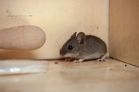 If You Notice This Smell at Home, You Could Have Mice, Experts Warn — Best Life