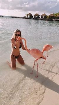 flamingo island aruba video | aruba vacation | aruba beach | aruba photography | aruba flamingo beach pictures | aruba flamingo beach renaissance island aruba | renaissance hotel aruba | resorts | caribbean islands | beach destinations | costa rica | bahamas | aruba travel tips | aruba guide | guide to aruba renaissance resort | travel goals | dream destinations paradise | places to visit | best places to travel in the world paradise | dame traveler | darling escapes | sunny travel destinations
