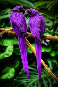 Le Ara 🦜 hyacinthe