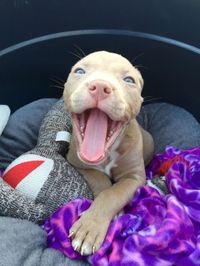 pitbull puppy