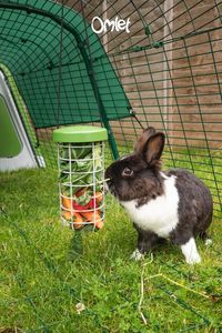 Feeding time can be a great source of entertainment for your rabbits with the Caddi Treat Holder from Omlet! 🥕