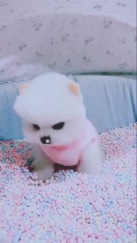 #cats #cat #catlover #meow #kitten #pets #kitty #catlovers #kittens #cute #animals #pet #cutecat #cutecats #ilovecats #kittycat #catslover #catvideos #catvideo