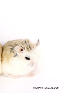 Hamsters can be aggressive animals, but a fight between other hamster can be serious and even be fatal. Learn why you should not allow your hamsters to fight. via @thehamstercareblog