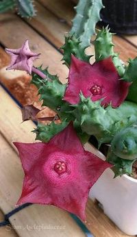 huernia "Raspberry Tart"