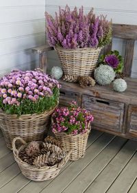 HOME & GARDEN: 65 idées de plantations pour balcons et jardins d'automne