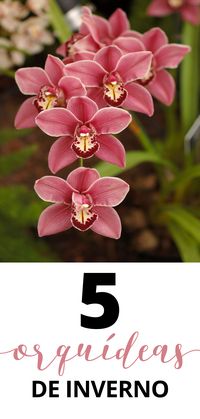 As orquídeas perfeitas para essa época do ano! Clique no link e confira. #flores #flowers #paisagismo #casavogue