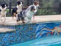 In case you’ve ever wondered about the diversity of the pool surfaces you see everywhere, we’re here to tell you that many different options, especially mosaic tile art, will add beauty and luxury. Here are some of our mosaic tile artworks that are sure to leave you in awe! #poolmosaics #mozaico #mosaic #mosaics #mosaictileart