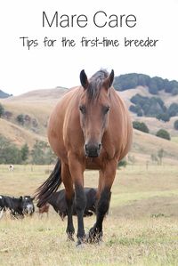Learn how to prepare your mare for breeding with these horse health tips from an equine veterinarian.
