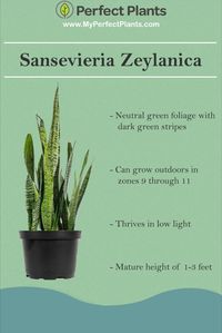 Sansevieria Zeylanica is a great neutral-colored Snake Plant. They don't offer flashy colors like the Laurentii and they don't have the dramatic dark foliage of the Black Coral. This is the perfect middle ground for people that want to add some classic green color and texture to their indoor living space. Zeylanica Snake Plants can grow to be 2-3 feet tall and wide!