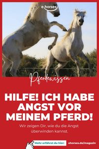 Angst vor Pferden ist keine Seltenheit. Manchmal reicht eine Sekunde, um die Beziehung zwischen Pferd und Mensch zu verändern. Und manchmal reicht diese eine Sekunde aus, um die Beziehung zu unserem Pferd leider auch zu zerstören. #pferdewissen #angst #pferdeliebe #ehorses