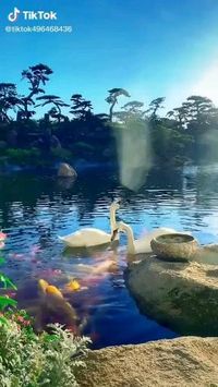 Swan😍😍😘 follow @ecosenpai❗ because you want more👍🙌😍😅The best video about animals! funny animal videos | funny animal videos can't stop laughing hilarious | cute animal videos animal videoys | baby animals videos | wild animal videos | pet videos | funny and dog videos | animal videos funny dogs | videos animales | animals beautiful videos | animals aesthetic videos | animals friendship videos. #cuteanimalsvideos#cuteanimals#animalsvideos #funnyvideos#cutevideos#cuteanimals
