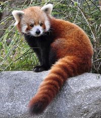 27Red Panda