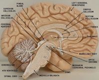 Anatomy Lab Models Brain Labeled Gallery Model Of The Brain Labeled Human Anatomy Diagram