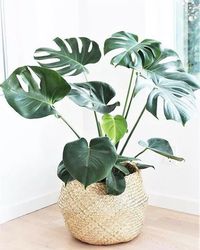 9 plantas de sombra para você cultivar dentro de casa - Casa Vogue | Paisagismo