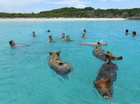 swimming with the pigs in Grand Exuma! LOVE