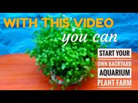 How to propagate aquarium plants(hydrocotyle tripartita) Aqua adventure - YouTube