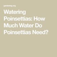 Watering Poinsettias: How Much Water Do Poinsettias Need?