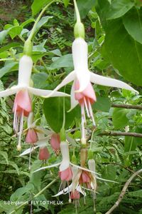 フクシアには、濃い赤色やピンク色の花もあります。小さくてかわいいです。#イギリスマニア
