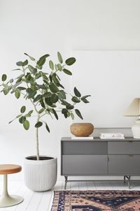 How to Care for the Audrey Ficus, a Welcoming (and Wonderfully Forgiving) Indoor Plant