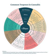 Best strains and terpenes for sleep | The Cannigma