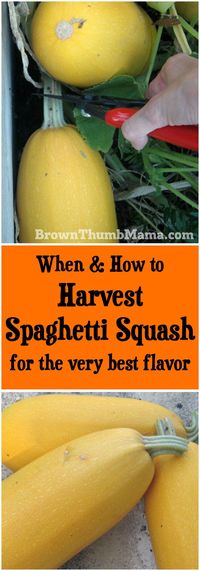 When and how to harvest spaghetti squash for the very best flavor. It's easier than you think! #gardening #organicgardening #growyourown #ediblegarden #vegetablegarden #urbangardening #foodnotlawns #garden #permaculture #planting #harvest #vegetables #squash #spaghettisquash