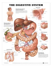 The digestive System.