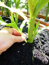 Start To Grow: Top 10 Tips for Growing Sweet Corn