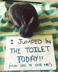 Oh no! What a fiasco! #rabbit #bunny #cuteanimals #pets #bunnies